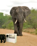 Eco-friendly boxboard box for wooden elephant