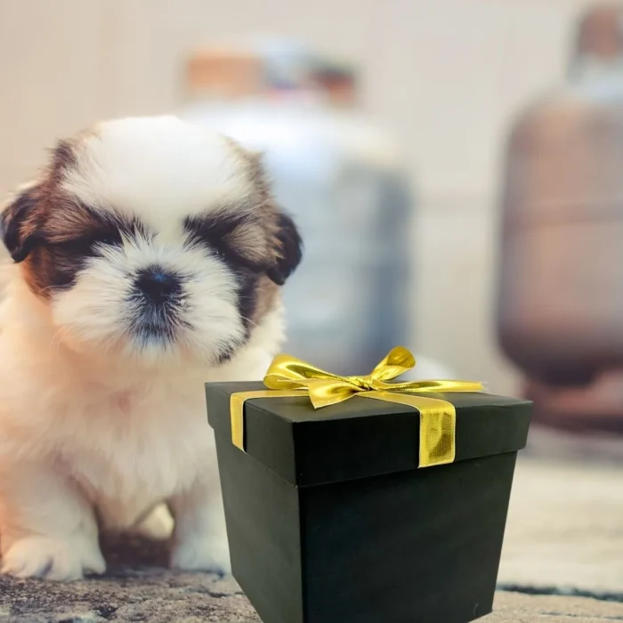 Luxury Black Gift Box with Gold Ribbon - Image 2