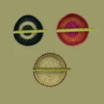 Woven Palmyra Trays – (SMALL - 7 Inch) - Image 4